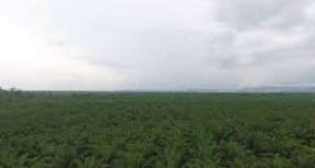 Gaji PT Nusaina Group